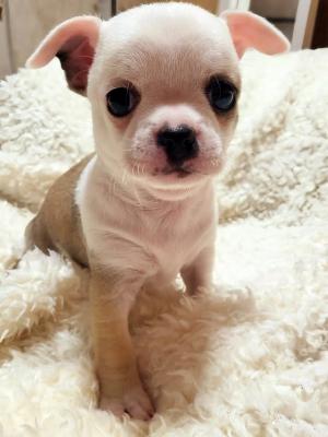 Chihuahua puppies - Vienna Dogs, Puppies