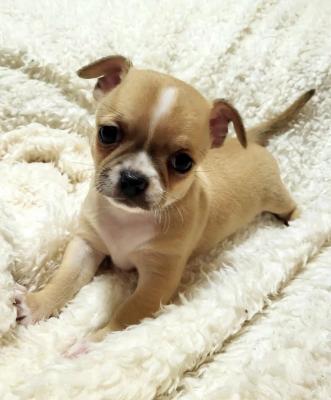 Chihuahua puppies - Vienna Dogs, Puppies