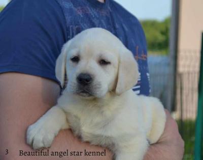 Labrador retriever - Vienna Dogs, Puppies