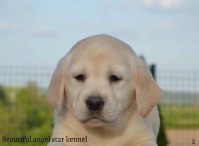 Labrador retriever - Vienna Dogs, Puppies