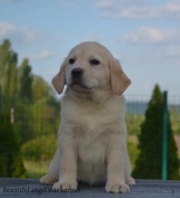 Labrador retriever - Vienna Dogs, Puppies