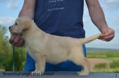 Labrador retriever - Vienna Dogs, Puppies