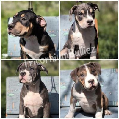 American Bully Classic/Standard - Vienna Dogs, Puppies