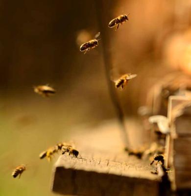 Bee & Wasp Control Adelaide - Adelaide Maintenance, Repair