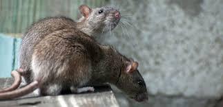 Effective Rat Control in Surrey