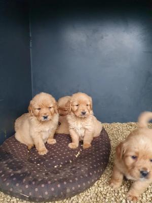  AKC registerable golden retriever pups for SALE WHATSAP  +97152 916 1892