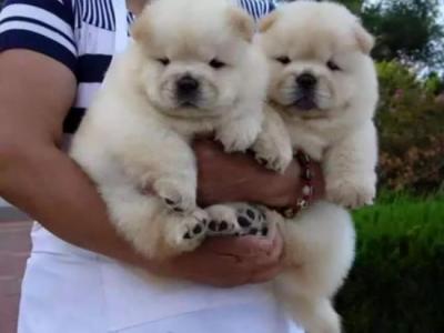 Chow Chow Puppies  +97152 916 1892 - Dubai Dogs, Puppies