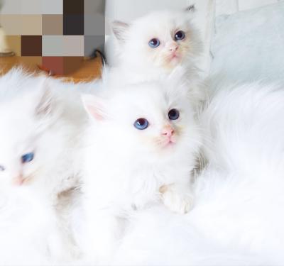 Pure white male and female Persian kittens available for sale