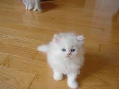Beautiful white Persian female kittens
