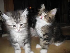 We have a male and a female Maine Coon Kittens available.