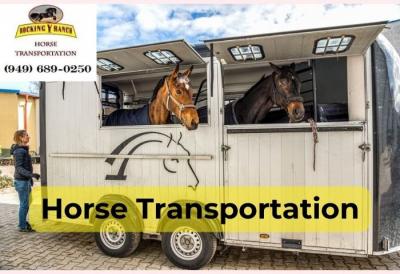 Reliable Horse Moving Services in California - Washington Other