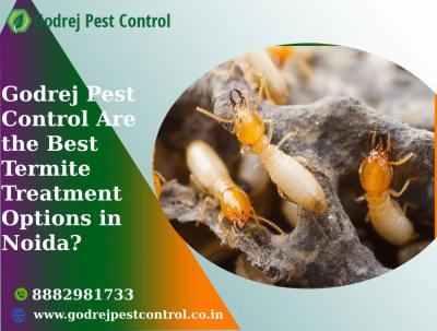 Godrej Pest Control Are the Best Termite Treatment Options in Noida?