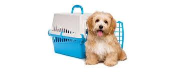 domestic relocation of pets - Delhi Animal, Pet Services