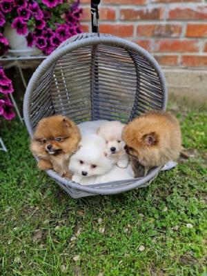 Pomeranians, beautiful puppies - Vienna Dogs, Puppies