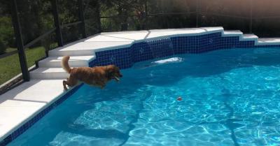 Bacteria control in swimming pools - Albuquerque Other