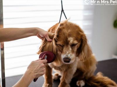 Professional Dog Groomers in Hyderabad - Hyderabad Other