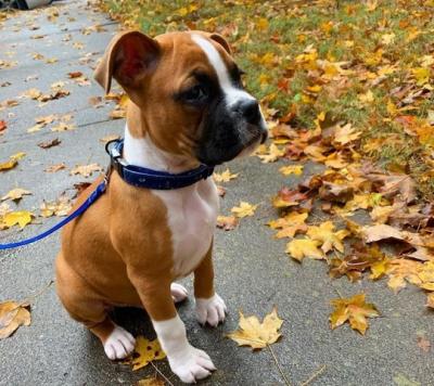 Lovely boxer puppies for Sale