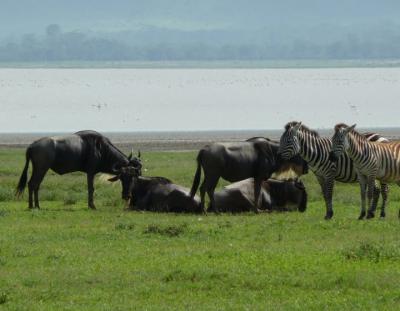 Tanzania Safari Tour Operator - Other Other