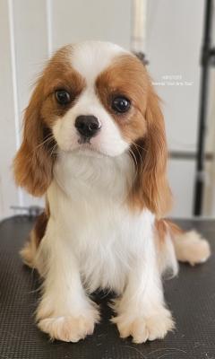 Cavalier King Charles Spaniel, males for sale - Vienna Dogs, Puppies