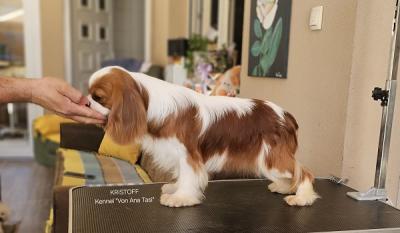 Cavalier King Charles Spaniel, males for sale - Vienna Dogs, Puppies