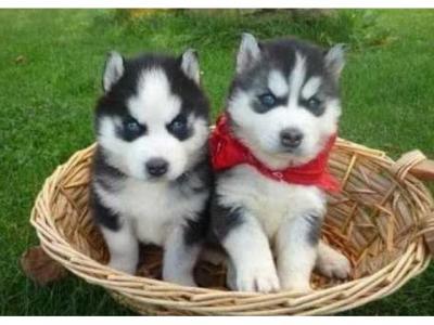 AKC Husky Puppies....Please Contact me back by Email:jameshunker40@gmail.com - Madrid Dogs, Puppies