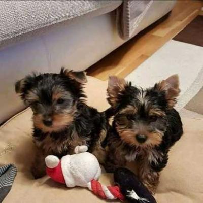 Gorgeous Yorkie Puppies For Rehoming - Abu Dhabi Dogs, Puppies