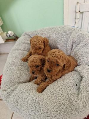 Poodle  - Vienna Dogs, Puppies