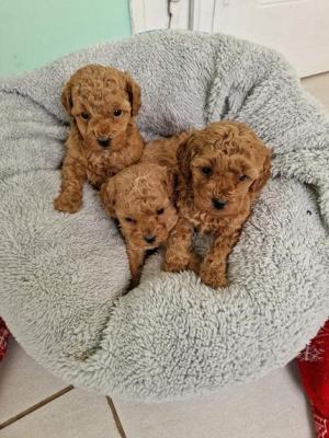 Poodle  - Vienna Dogs, Puppies