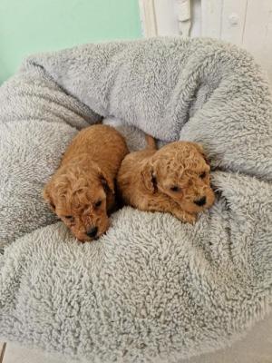 Poodle  - Vienna Dogs, Puppies