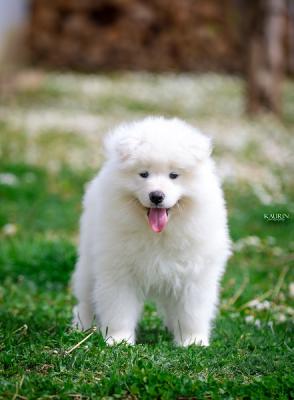 Samoyed, two male puppies - Vienna Dogs, Puppies