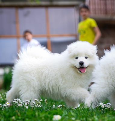 Samoyed, two male puppies - Vienna Dogs, Puppies