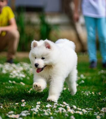 Samoyed, two male puppies - Vienna Dogs, Puppies