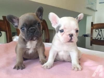 BEAUTIFUL FRENCH BULLDOG PUPPIES READY NOW !