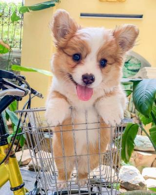 Registered Pembroke Welsh Corgi Puppies