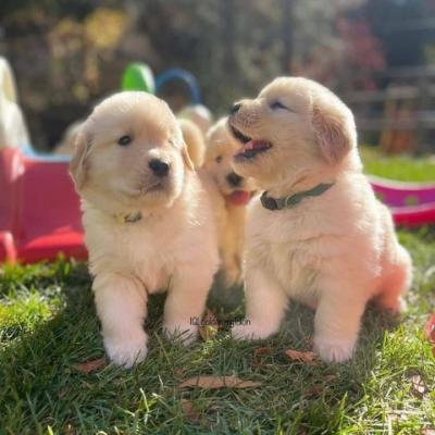 Golden Retriever Puppies Available - Graz Dogs, Puppies