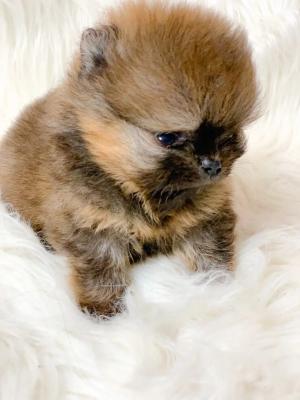   Teacup Pomeranian Puppies - Berlin Dogs, Puppies