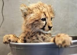  Healthy cheetah cubs Available for sale