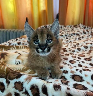 Wonderful caracal cat for sale pickup in person  - Boston Cats, Kittens