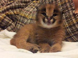 Wonderful caracal cat for sale pickup in person  - Boston Cats, Kittens