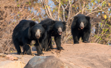 Panna Wildlife Photography Tour | Panna National Park Safari Booking 		