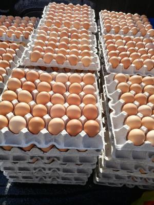 Broiler Hatching Eggs Cobb 500 and Ross 308 in Chile - Santiago Other