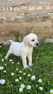 Labrador retriever - Vienna Dogs, Puppies