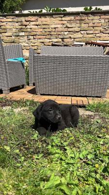 Labrador retriever - Vienna Dogs, Puppies