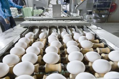 Cobb 500 Hatching Eggs For Sale in Germany  - Frankfurt (Main) Other