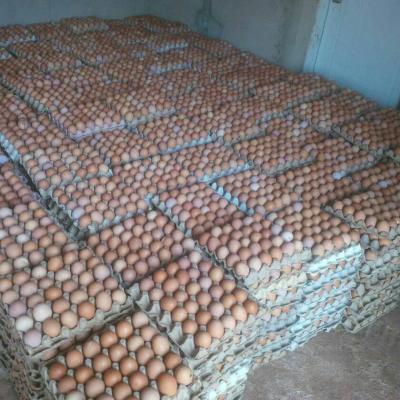 Fertile Broiler Hatching eggs | ROSS 308 | Chicken COBB 500 & 700 In Indonesia  - Jakarta Other