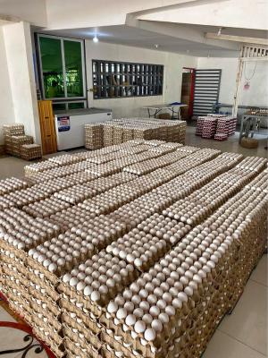 Grade A Broiler hatching eggs Cobb500 and Ross 308 - Kuwait  - Kuwait Region Other