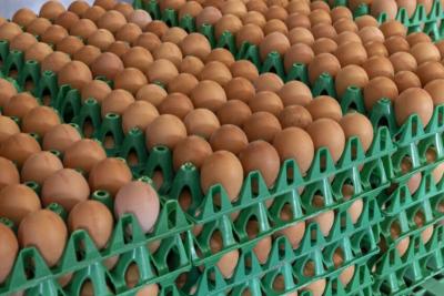 Fertilized Chicken Broiler Hatching Eggs,Cobb 500 For Sale In Malaysia - Kuala Lumpur Other