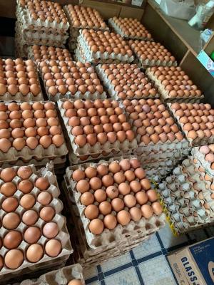 Fresh Organic Chicken Table Eggs For Sale In Portugal - Porto Other