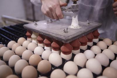 BULK FRESH TABLE EGGS - Fresh Chicken Table Eggs/Fresh Chicken Hatching EGGS | South Africa  - Pretoria Other