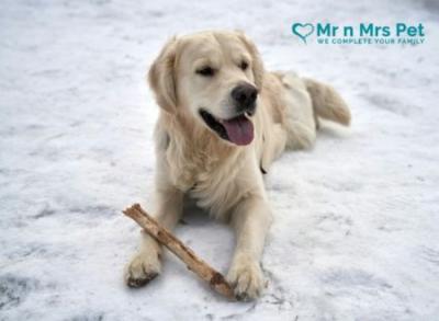 Best Dog Training Centres in Pune - Pune Other